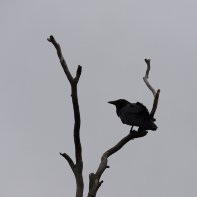 Corvus coronoides (Australian Raven) at Cook, ACT - 5 Feb 2024 by Tammy