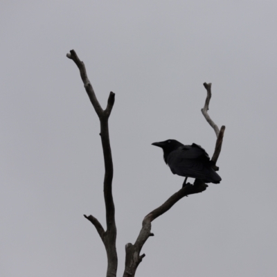 Corvus coronoides (Australian Raven) at Cook, ACT - 6 Feb 2024 by Tammy