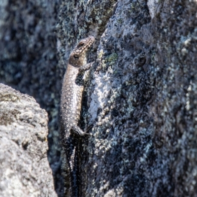 Egernia cunninghami (Cunningham's Skink) at Mount Clear, ACT - 7 Feb 2024 by SWishart