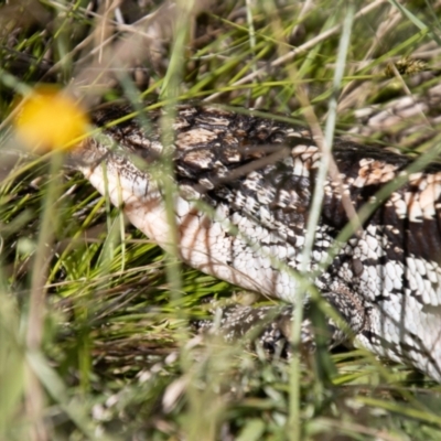 Tiliqua nigrolutea (Blotched Blue-tongue) at Mount Clear, ACT - 6 Feb 2024 by SWishart