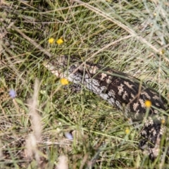 Tiliqua nigrolutea at Namadgi National Park - 7 Feb 2024