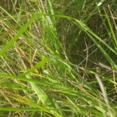 Acrida conica (Giant green slantface) at Mount Majura - 7 Feb 2024 by MAX