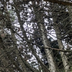 Pteropus poliocephalus (Grey-headed Flying-fox) at Kangaroo Valley, NSW - 11 Feb 2024 by lbradley