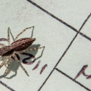 Helpis sp. (genus) at Namadgi National Park - 7 Feb 2024