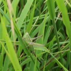 Conocephalus semivittatus (Meadow katydid) at Lyons, ACT - 11 Feb 2024 by ran452