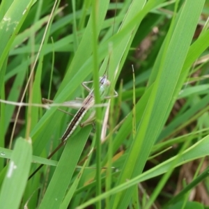 Conocephalus semivittatus at Lyons, ACT - 11 Feb 2024