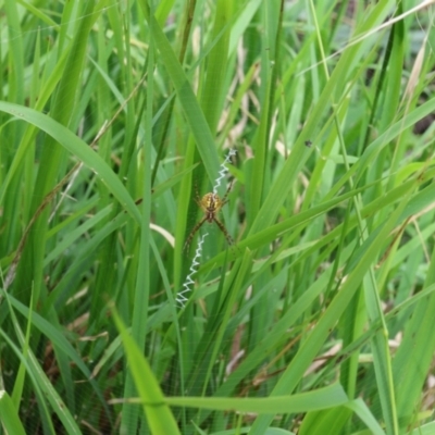Gea theridioides (An orb weaver spider) at Lyons, ACT - 11 Feb 2024 by ran452