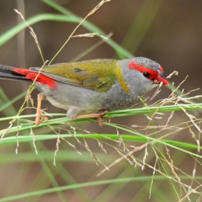 Neochmia temporalis (Red-browed Finch) at Belconnen, ACT - 10 Feb 2024 by Thurstan
