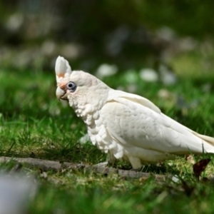 Cacatua sanguinea at Lake Ginninderra - 11 Feb 2024 10:43 AM