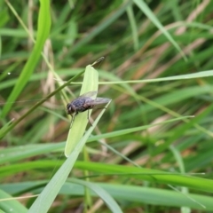 Muscidae (family) at Lyons, ACT - 10 Feb 2024 by ran452