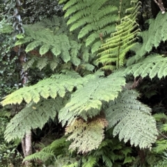 Cyathea australis subsp. australis (Rough Tree Fern) at Barrengarry, NSW - 11 Feb 2024 by lbradley