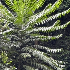 Polyscias murrayi (Pencil Cedar) at Barrengarry, NSW - 11 Feb 2024 by lbradley