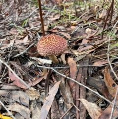 Unidentified Cap on a stem; gills below cap [mushrooms or mushroom-like] at Wallum - 9 Feb 2024 by Sanpete