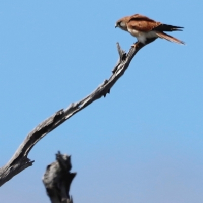 Falco cenchroides (Nankeen Kestrel) at Throsby, ACT - 11 Feb 2024 by JimL