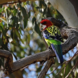 Platycercus eximius at Throsby, ACT - 11 Feb 2024