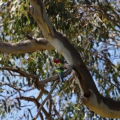 Platycercus eximius at Throsby, ACT - 11 Feb 2024