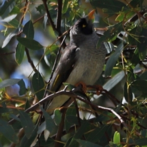 Manorina melanocephala at Throsby, ACT - 11 Feb 2024 11:51 AM