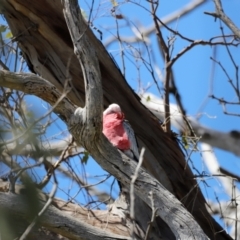 Eolophus roseicapilla (Galah) at Goorooyarroo NR (ACT) - 11 Feb 2024 by JimL