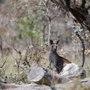 Macropus giganteus at Goorooyarroo NR (ACT) - 11 Feb 2024 12:06 PM