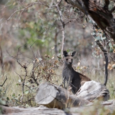 Macropus giganteus (Eastern Grey Kangaroo) at Goorooyarroo NR (ACT) - 11 Feb 2024 by JimL