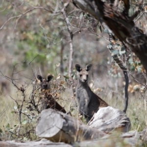 Macropus giganteus at Goorooyarroo NR (ACT) - 11 Feb 2024