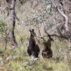 Macropus giganteus at Goorooyarroo NR (ACT) - 11 Feb 2024 12:06 PM