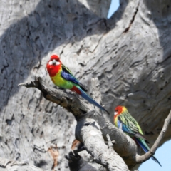 Platycercus eximius (Eastern Rosella) at Throsby, ACT - 11 Feb 2024 by JimL