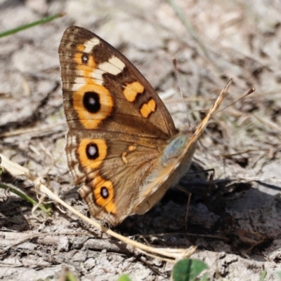 Junonia villida (Meadow Argus) at Throsby, ACT - 11 Feb 2024 by JimL