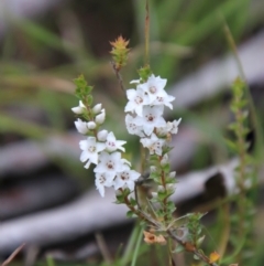 Epacris microphylla (Coral Heath) at Captains Flat, NSW - 10 Feb 2024 by Csteele4