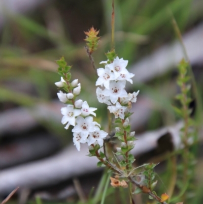 Epacris microphylla (Coral Heath) at Captains Flat, NSW - 10 Feb 2024 by Csteele4