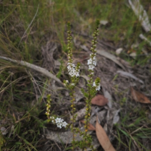 Epacris microphylla at QPRC LGA - 10 Feb 2024