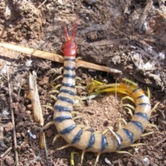 Unidentified Centipede (Chilopoda) at Burt Plain, NT - 11 Jun 2010 by MB
