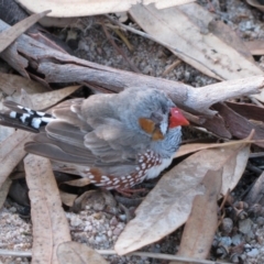 Taeniopygia guttata (Zebra Finch) at Tjoritja / West MacDonnell National Park - 8 Jun 2010 by MB