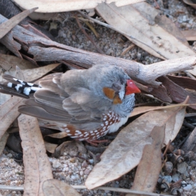 Taeniopygia guttata (Zebra Finch) at Tjoritja / West MacDonnell National Park - 9 Jun 2010 by MB