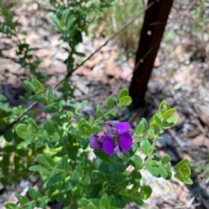 Polygala myrtifolia at QPRC LGA - 9 Feb 2024