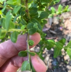 Polygala myrtifolia at QPRC LGA - 9 Feb 2024