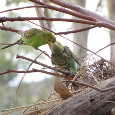 Melopsittacus undulatus (Budgerigar) at Tjoritja / West MacDonnell National Park - 8 Jun 2010 by MB