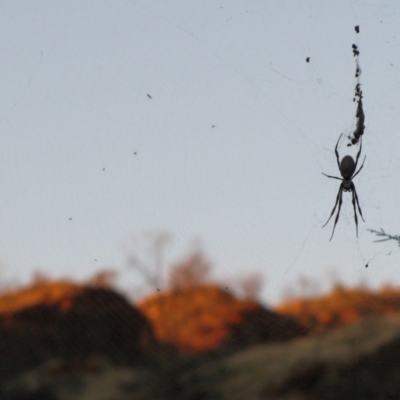 Trichonephila edulis (Golden orb weaver) at Tjoritja / West MacDonnell National Park - 14 Jun 2010 by MB