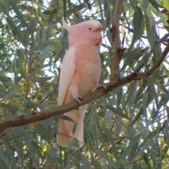 Lophochroa leadbeateri mollis (Pink Cockatoo) at Tjoritja / West MacDonnell National Park - 17 Jun 2010 by MB