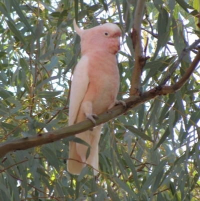 Lophochroa leadbeateri mollis (Pink Cockatoo) at Tjoritja / West MacDonnell National Park - 17 Jun 2010 by MB