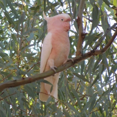 Lophochroa leadbeateri (Pink Cockatoo) at Tjoritja / West MacDonnell National Park - 17 Jun 2010 by MB