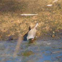 Geopelia cuneata (Diamond Dove) at Tjoritja / West MacDonnell National Park - 18 Jun 2010 by MB