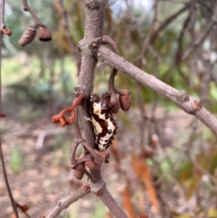 Delias aganippe (Spotted Jezebel) at Lake Ginninderra - 11 Feb 2024 by RosD