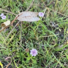 Phyla canescens (Lippia) at Urambi Hills - 1 Feb 2024 by JT1997