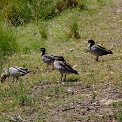 Chenonetta jubata (Australian Wood Duck) at Ginninderry Conservation Corridor - 11 Feb 2024 by Kurt