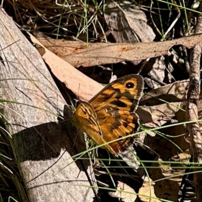 Unidentified Nymph (Nymphalidae) at Tantawangalo, NSW - 2 Feb 2024 by KMcCue