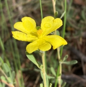 Hibbertia obtusifolia at Mount Ainslie NR (ANR) - 11 Feb 2024