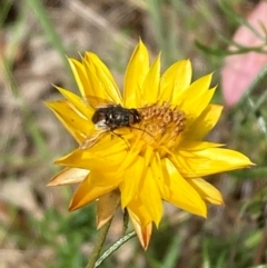 Muscidae (family) (Unidentified muscid fly) at Mount Ainslie NR (ANR) - 11 Feb 2024 by SilkeSma