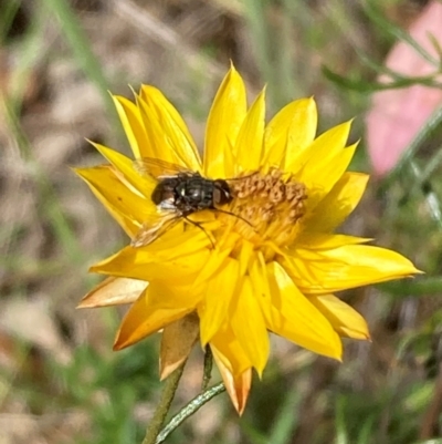 Muscidae (family) (Unidentified muscid fly) at Mount Ainslie NR (ANR) - 11 Feb 2024 by SilkeSma