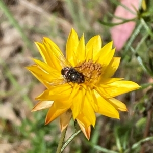 Muscidae (family) at Mount Ainslie NR (ANR) - 11 Feb 2024